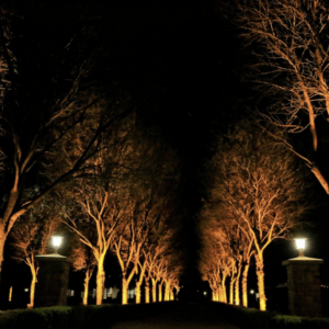 Outdoor tree up lighting