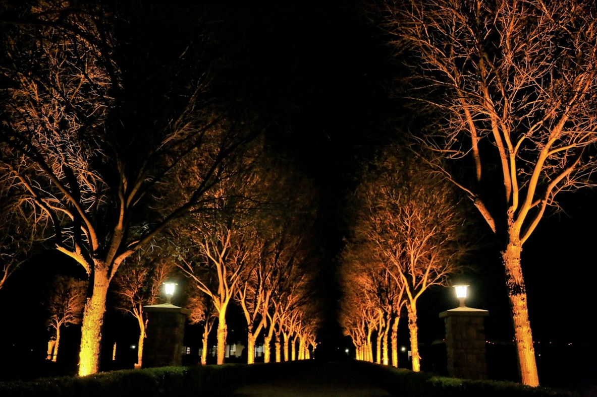 Outdoor tree lighting